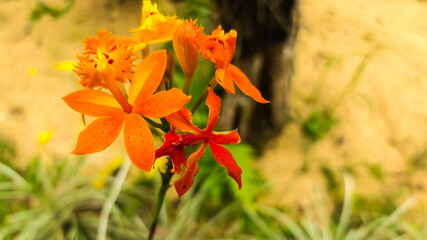 yellow orchid with orange
