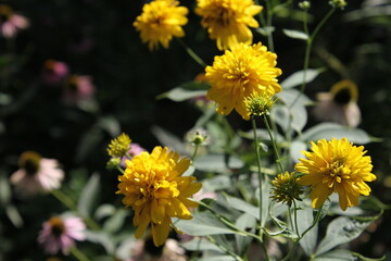 yellow flowers in the garden
