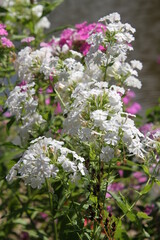 Obraz premium white lilac flowers