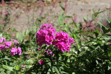 pink flowers in the field