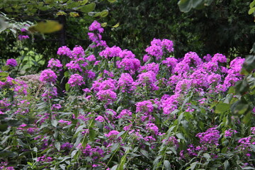 field of purple flowers