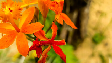 yellow orchid with orange