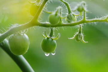 水滴の付いたミニトマト