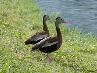 Duck pair standing on grassy bank looking to the right over water