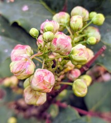 pink magnolia flowers