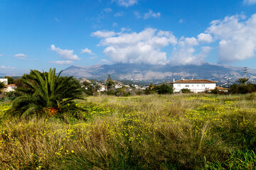 Spring meadow with yellow flowers with view on the mountains in Altea, Costa Blanca, Spain
