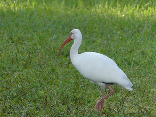 Solitary Ibis bird walking on grass