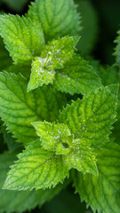 Green fragrant mint (Mentha suaveolens) in dew drops, top view