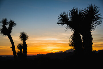 Joshua Trees at Sunset at Joshua Tree National Park