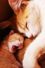 mother and son kittens