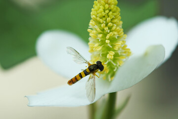 A species of hoverfly is visiting a flower of fish mint.