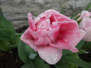 Pink tulip flower with water droplets on petals