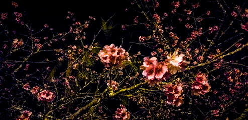 night flower