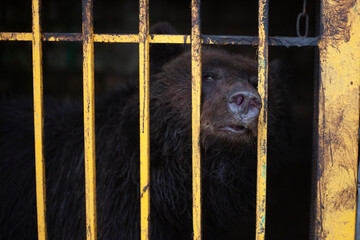 Bear in a cage. Wild beast in the aviary. Keeping an animal in the zoo. 