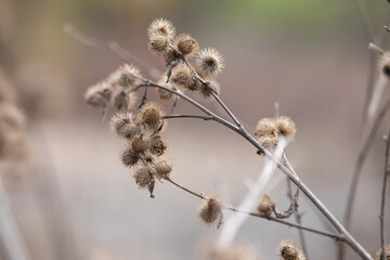 Close of a tree branch with burs on it. 