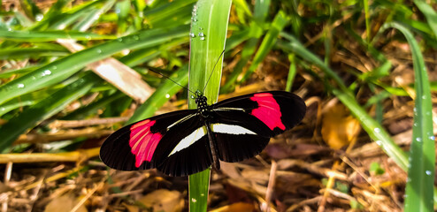 butterfly on the grass