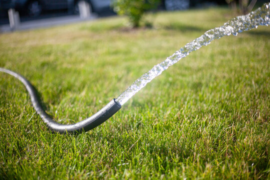 Water is pouring from a hose. Watering the lawn
