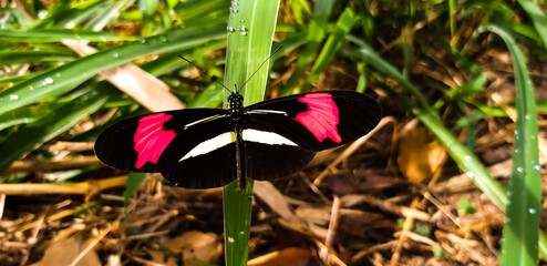 butterfly on a flower