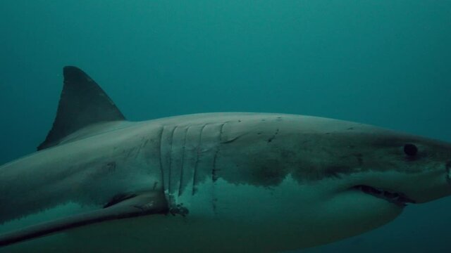 Great White Shark Carcharodon carcharias Neptune Islands South Australia 4k slow motion 50fps