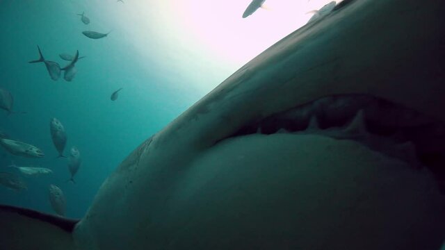 Great White Shark Carcharodon carcharias Neptune Islands South Australia 4k slow motion 50fps