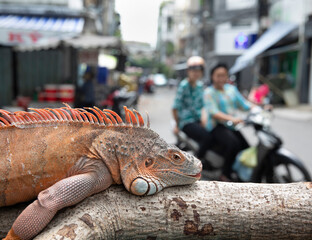 A large orange pet lizard or Iguana sits on a log watching the motorcycle traffic go by
