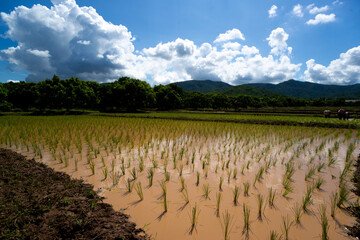 Fototapeta na wymiar Landscape of rice fields rice cultivation of thai farmers traditional style.