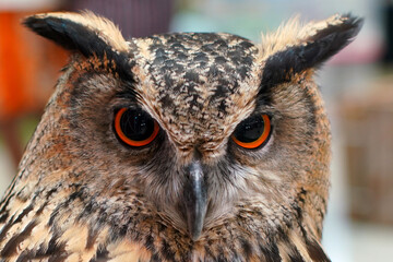 Close up Face of owl