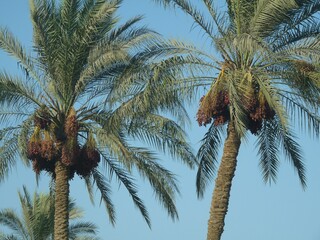 Fototapeta na wymiar Large date palms against clear blue sky