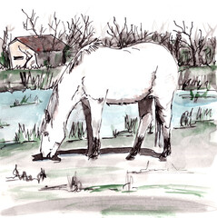 white horse from Camargue in the south of France grazes near a pond, graphic watercolor drawing, travel sketch