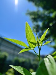 青空バックに見上げる新緑の若葉