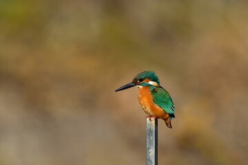 お気に入りの棒の上でのんびりくつろぐカワセミ オス