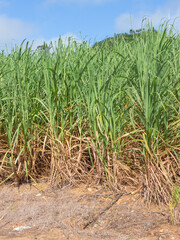 Cana de açucar, Sugarcane