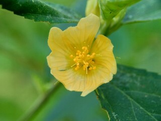 Sida rhombifolia flower (arrowleaf sida, Malva rhombifolia, rhombus-leaved sida, Paddy's lucerne, jelly leaf, Cuban jute, Queensland-hemp, Indian hemp) in the nature background.