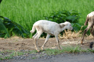 Naklejka na ściany i meble goats are herded in the fields to eat green grass