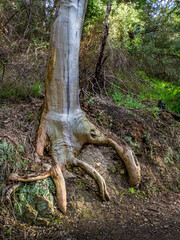 Hand Of Wood vert