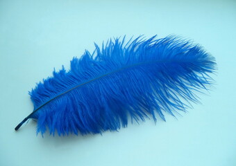 Light, delicate blue feather on a white background