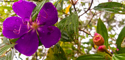 purple flower