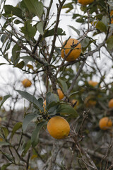 Ripe lemons hanging on a tree