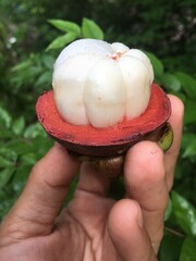 Mangosteen in hand, Queen of fruit, Thai fruit.