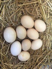 chicken eggs in nest.