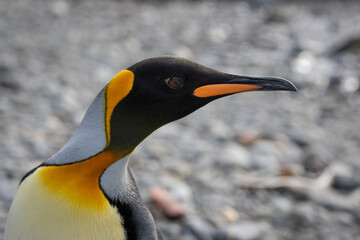 King Penguins, Fortuna Bay