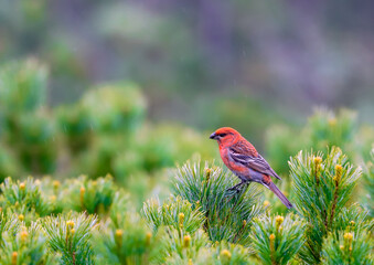 ハイマツに留まるギンザンマシコ