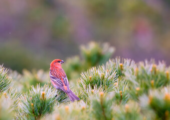 ハイマツに留まるギンザンマシコ