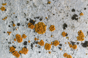 Orange and black lichen on a white textured surface. Selective focus.