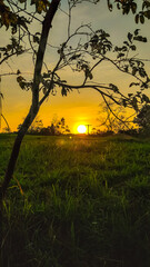 sunset over the foret