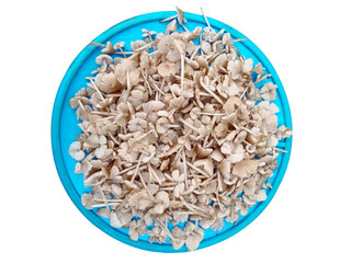 Mushrooms on a tray. white background. India.