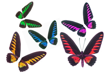 Fototapeta na wymiar Colorful butterfly wings isoalted on white background