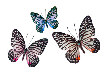 Fototapeta na wymiar Colorful butterfly wings isoalted on white background