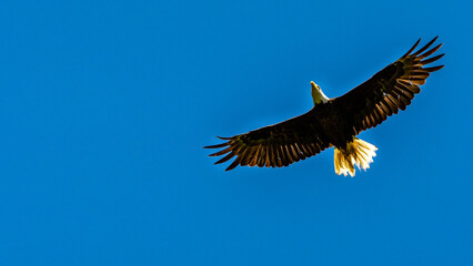 Bald eagle gliding against blue sky and white wispy clouds