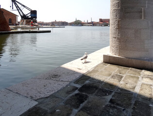 a seagull walks near the column of Arsenal docks in Venice against the backdrop of a lagoon and a...